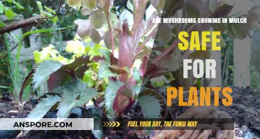 Mushrooms in Mulch: Are They Safe for Your Plants?