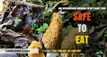 Can You Safely Eat Mushrooms Growing in Your Front Yard?