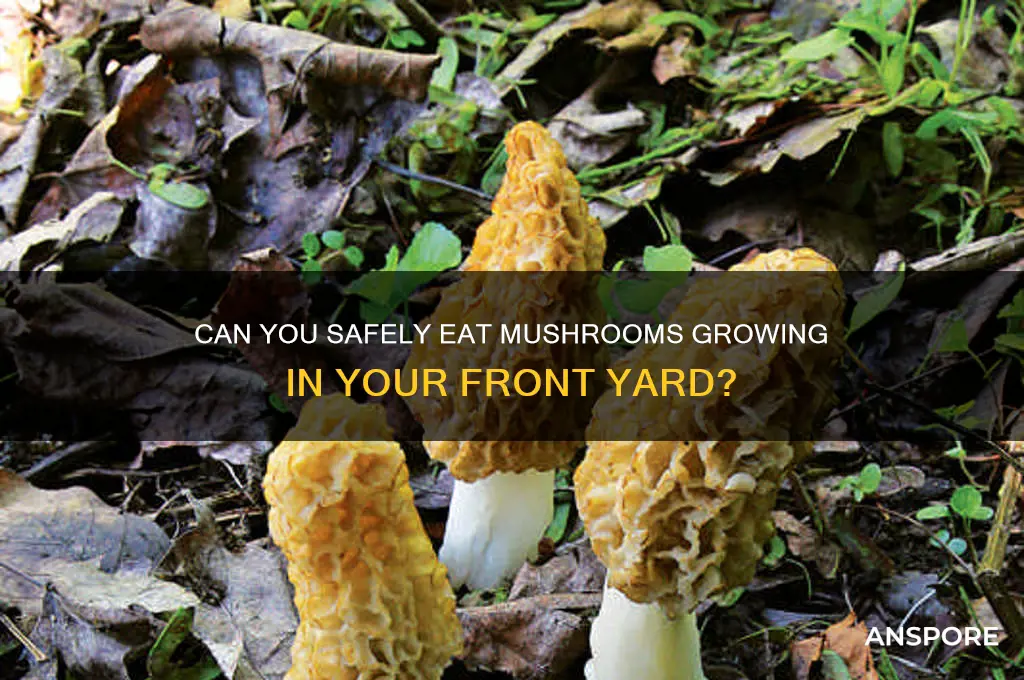 are mushrooms growing in my front yard safe to eat