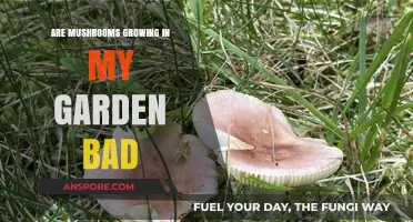 Mushrooms in Your Garden: Friend, Foe, or Just a Fungal Visitor?