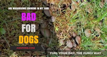 Mushrooms in Your Yard: Are They a Danger to Dogs?