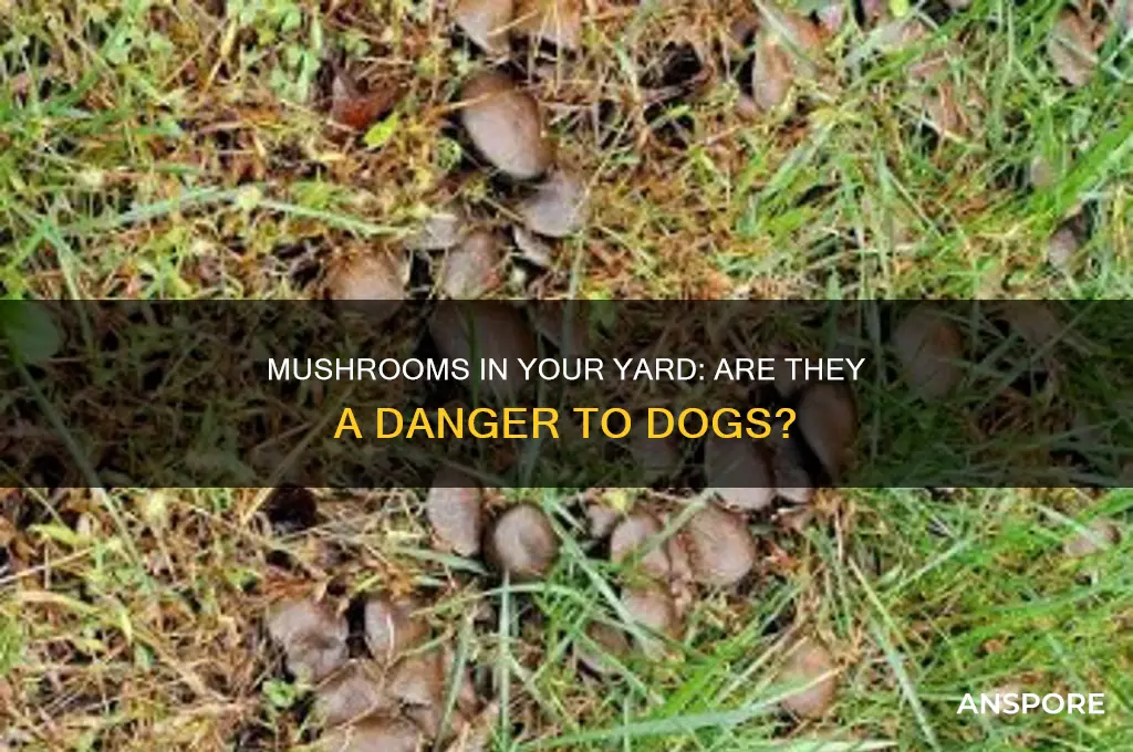 are mushrooms growing in my yard bad for dogs