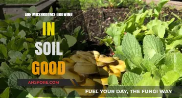 Are Soil-Grown Mushrooms Beneficial? Unveiling Their Nutritional and Ecological Impact