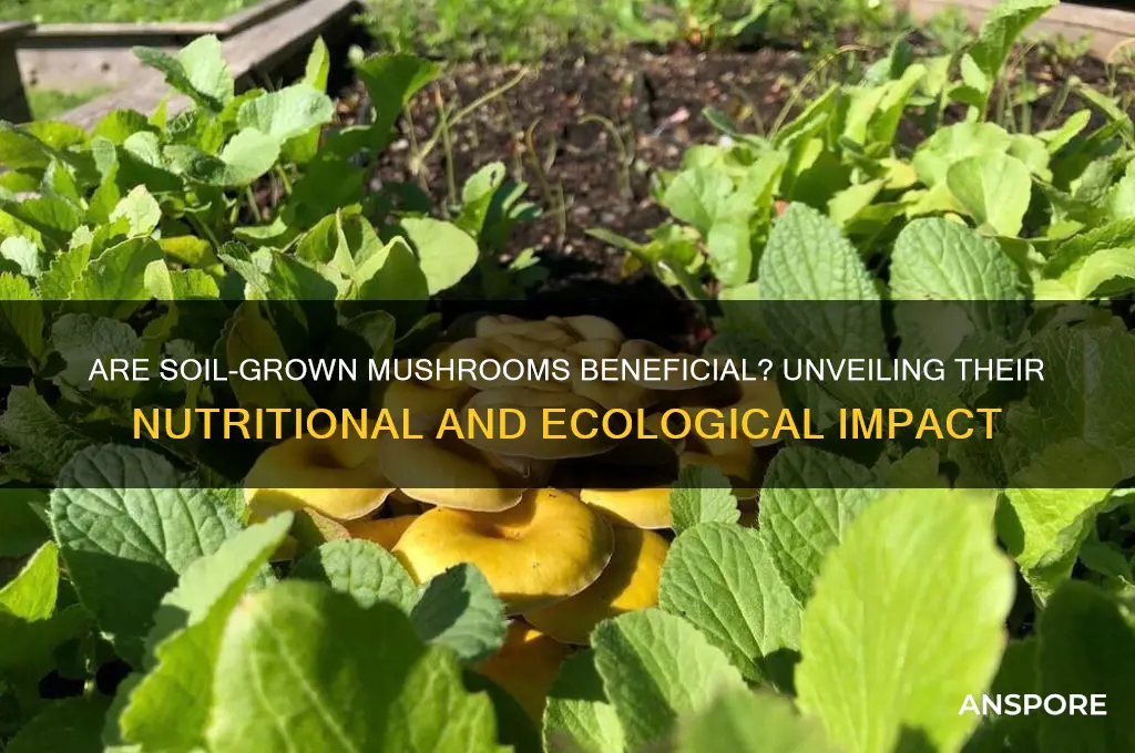 are mushrooms growing in soil good
