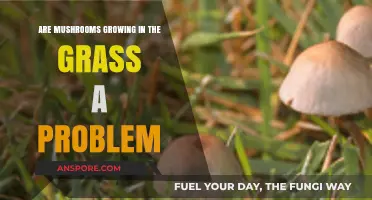 Mushrooms in Your Lawn: Harmless Growth or Hidden Problem?