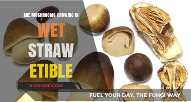 Can You Eat Mushrooms Growing in Wet Straw? Safety Guide