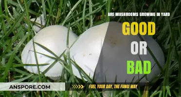 Mushrooms in Your Yard: Beneficial, Harmless, or a Hidden Danger?