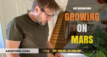 Could Mushrooms Thrive on Mars? Exploring Fungal Life Possibilities