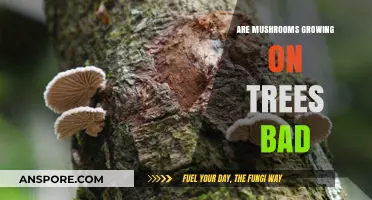 Are Tree-Growing Mushrooms Harmful? Understanding Fungal Growth on Trees