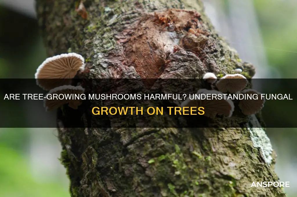 are mushrooms growing on trees bad