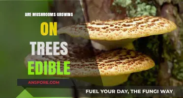 Can You Eat Mushrooms Growing on Trees? A Safety Guide