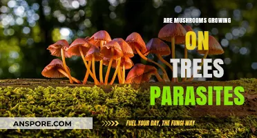 Are Tree-Dwelling Mushrooms Parasites or Symbiotic Partners?