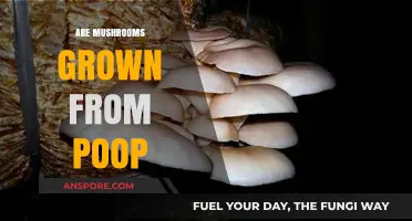Mushroom Magic: The Poop-Grown Superfood