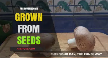 How Mushrooms Grow: No Seeds Required