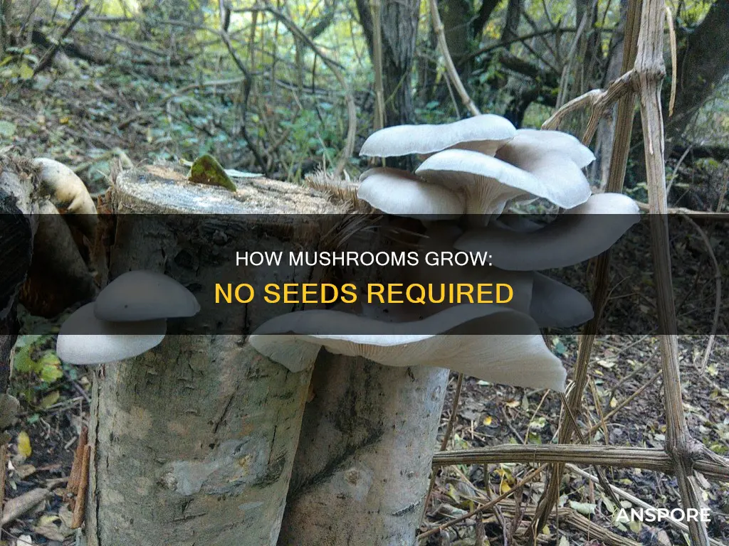 are mushrooms grown from seeds