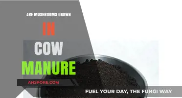 Mushroom Magic: Cow Manure's Role in Cultivation