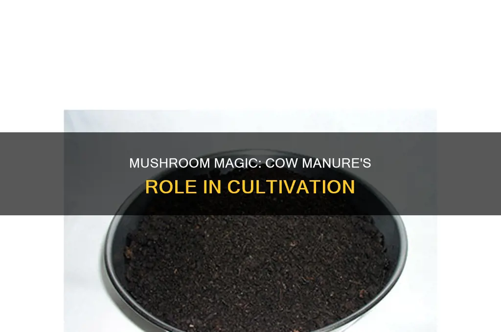 are mushrooms grown in cow manure
