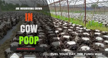 Mushroom Magic: Grown on Cow Manure?