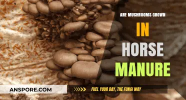 Horse Manure: The Secret to Mushroom Growth?