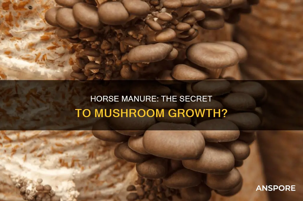 are mushrooms grown in horse manure