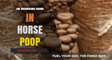 Horse Manure: The Secret to Mushroom Growth
