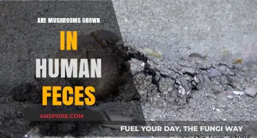 Mushroom Cultivation: Human Feces as a Growing Medium