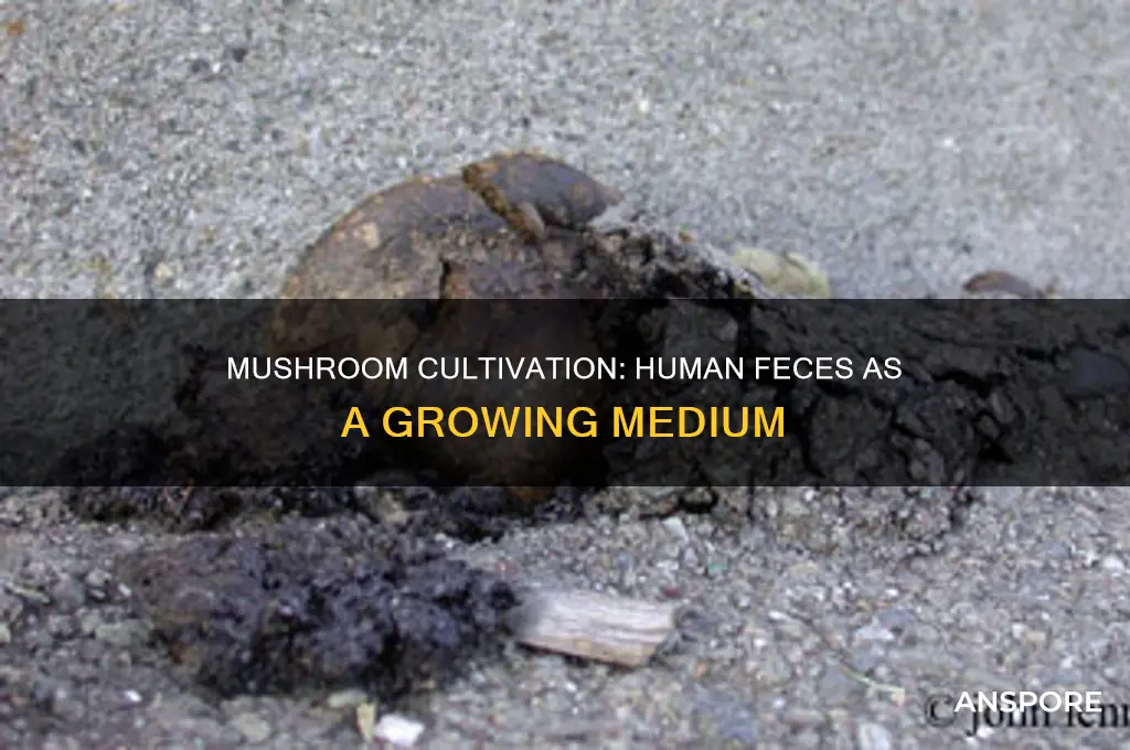 are mushrooms grown in human feces