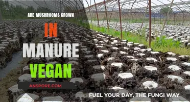 Manure-Grown Mushrooms: Are They Vegan?