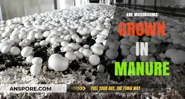 Manure's Role in Mushroom Cultivation