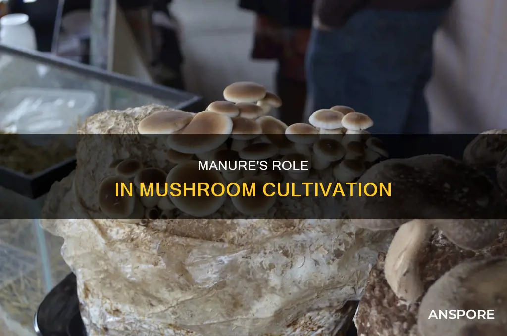 are mushrooms grown in manure
