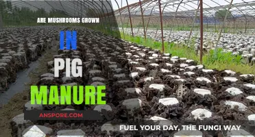Mushroom Magic: Pig Manure's Role in Cultivation