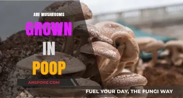 Mushroom Farming: Poop Powering the Produce