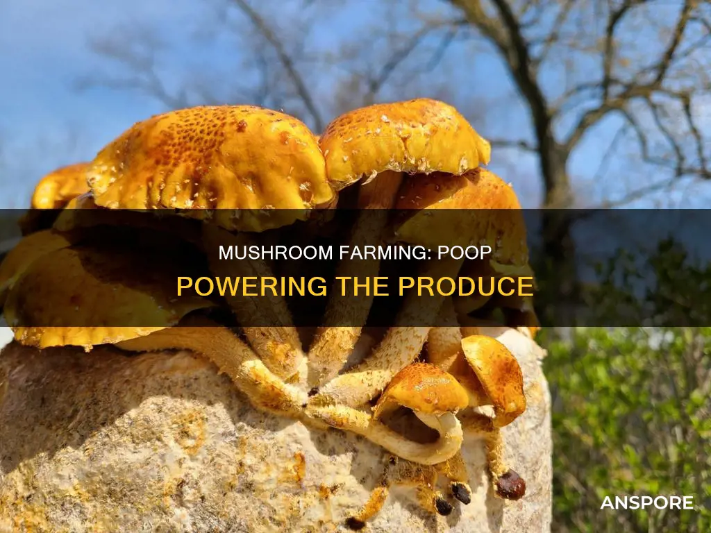 are mushrooms grown in poop