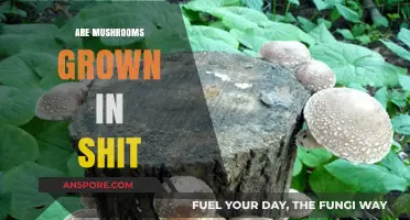 Mushroom Cultivation: The Surprising Truth About Shit
