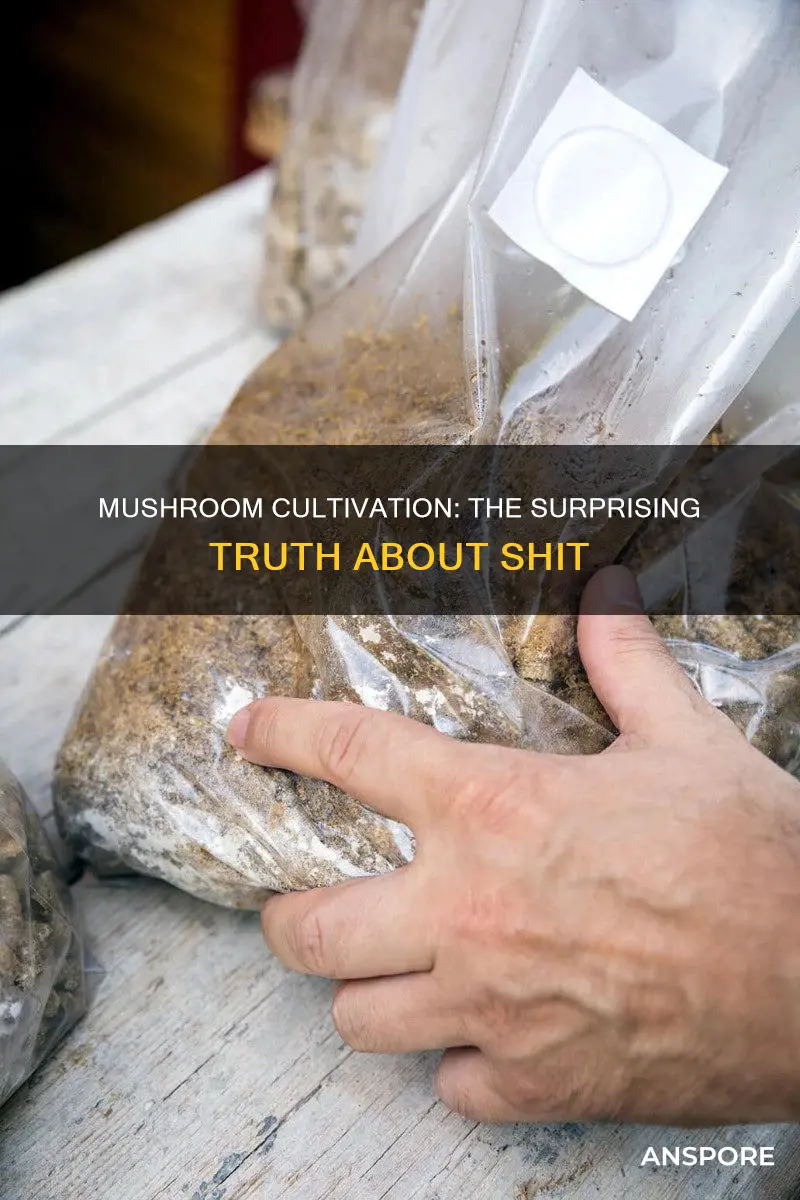 are mushrooms grown in shit