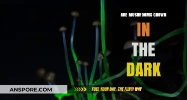 Mushroom Cultivation: Darkness and Its Role