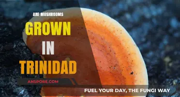 Trinidad's Mushroom Cultivation: An Overview