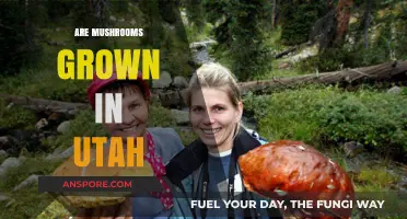 Mushroom Cultivation in Utah: Is It Possible?