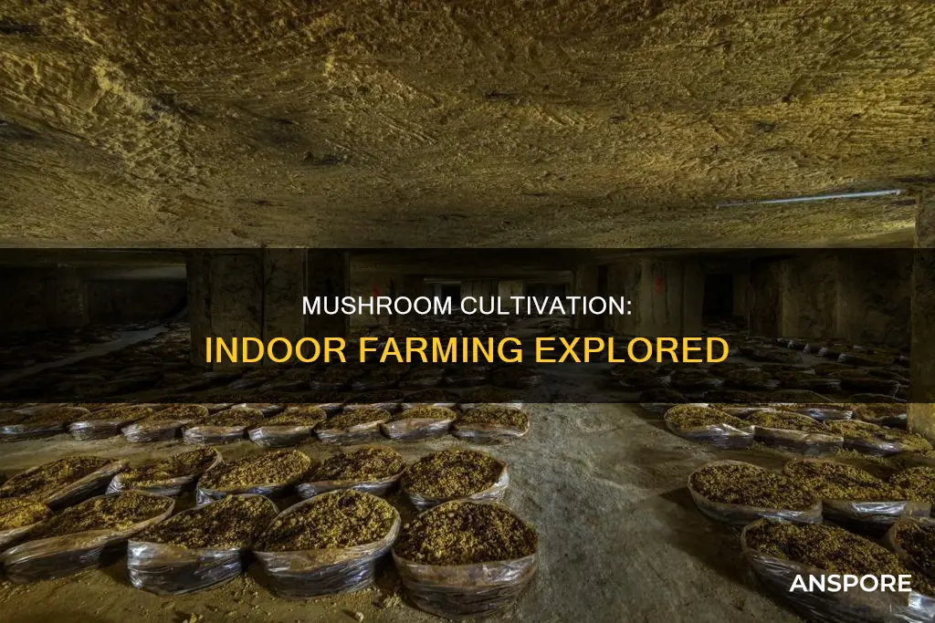 are mushrooms grown inside