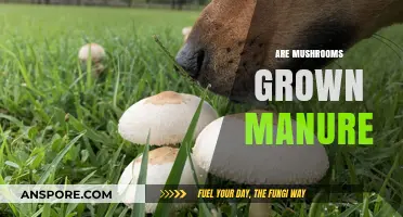 Mushroom Magic: Manure's Role in Mushroom Growth