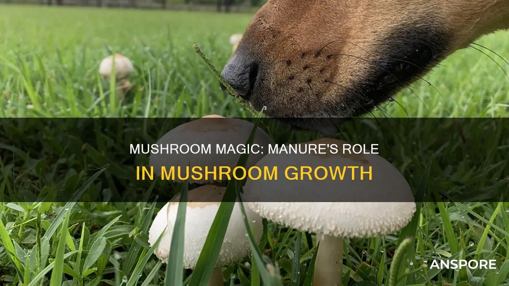 are mushrooms grown manure