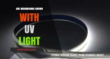 Mushroom Magic: UV Light Cultivation