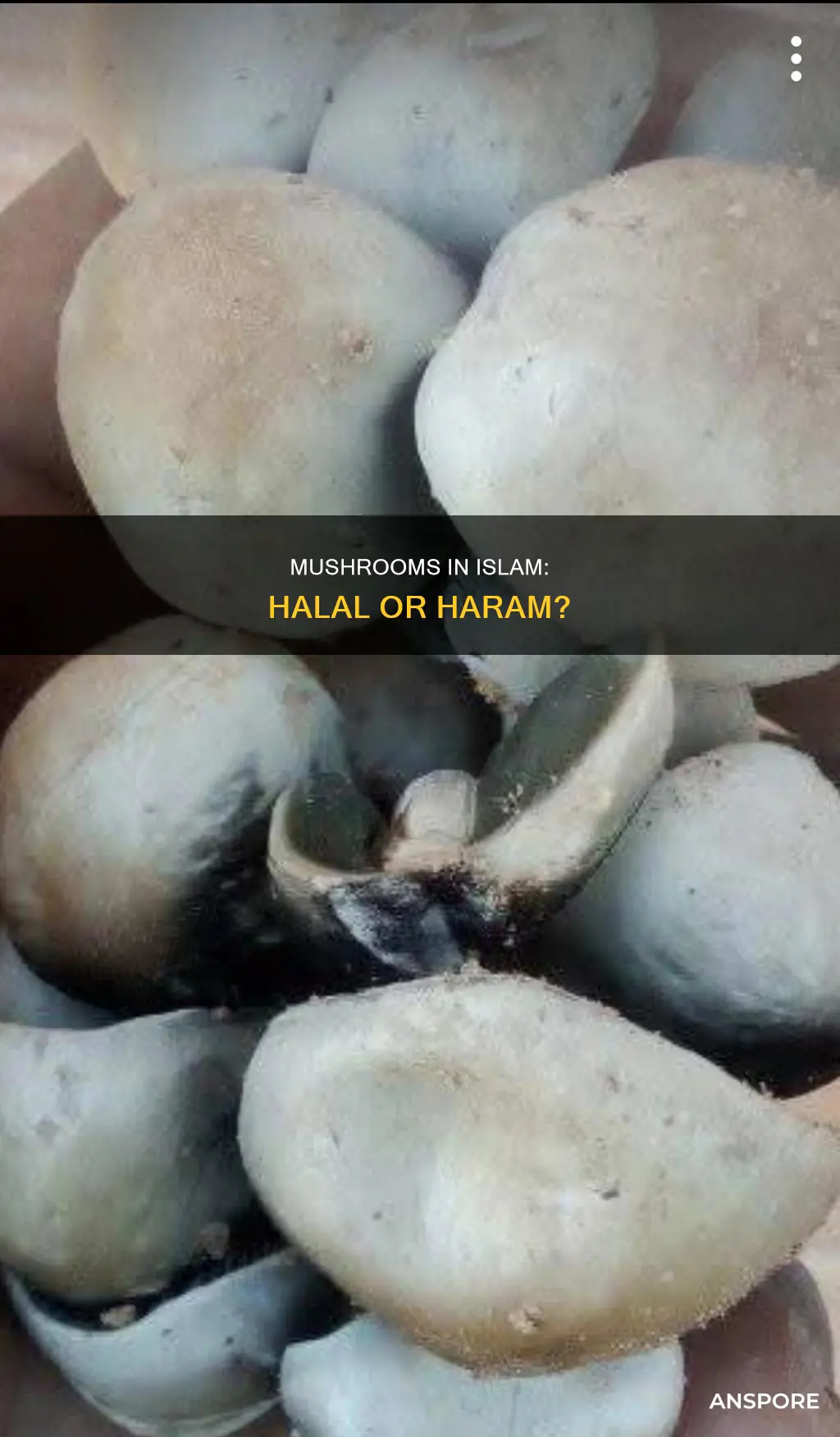are mushrooms halal in islam