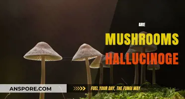 Mushrooms: Hallucinogenic or Not?