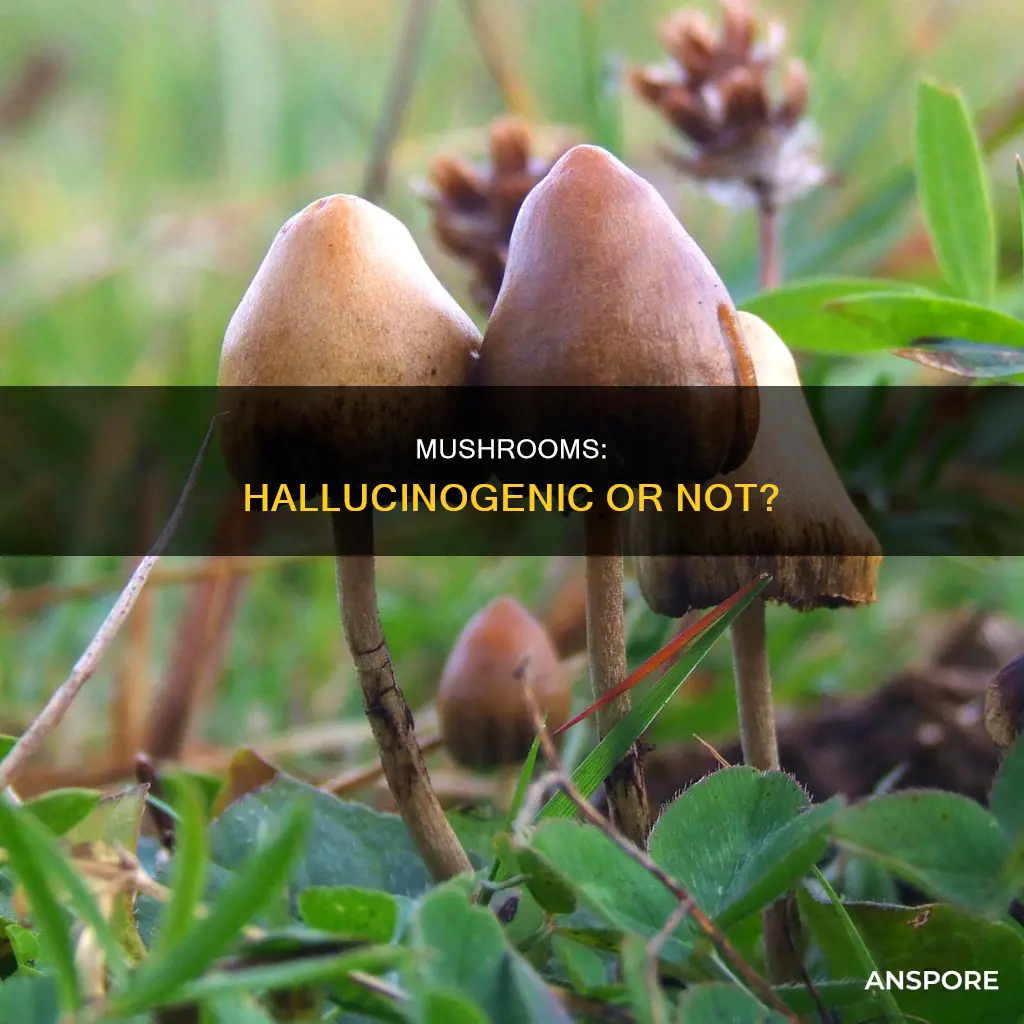 are mushrooms hallucinogenic