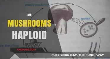 Mushrooms: Haploids or Diploids?