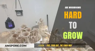 Mushroom Cultivation: Unveiling the Truth About Growing Difficulty