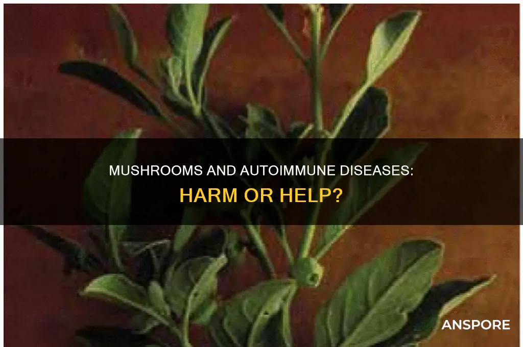 are mushrooms harmful in autoimmune disease