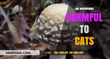 Mushrooms and Cats: A Toxic Mix?