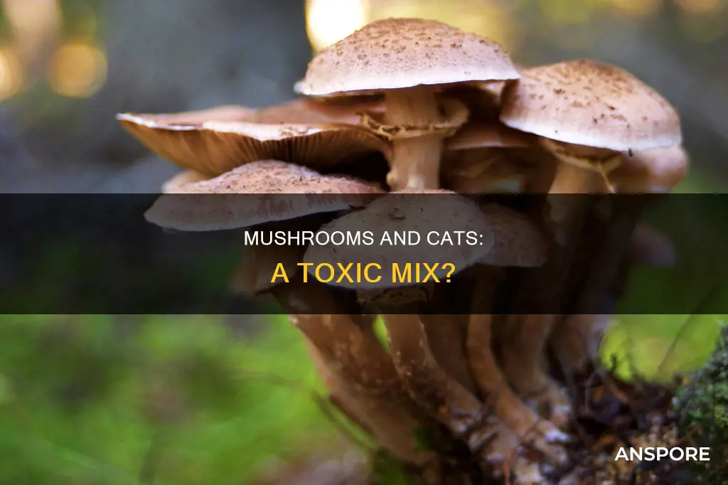 are mushrooms harmful to cats